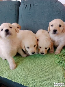 Štenad zlatnog retrivera