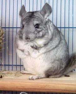 cinciie kao ljubimci