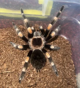 Tarantula Brachypelma Hamorri