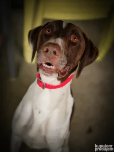 Mešanac nemačkog kratkodlakog ptičara traži dom