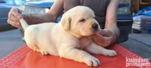 labrador