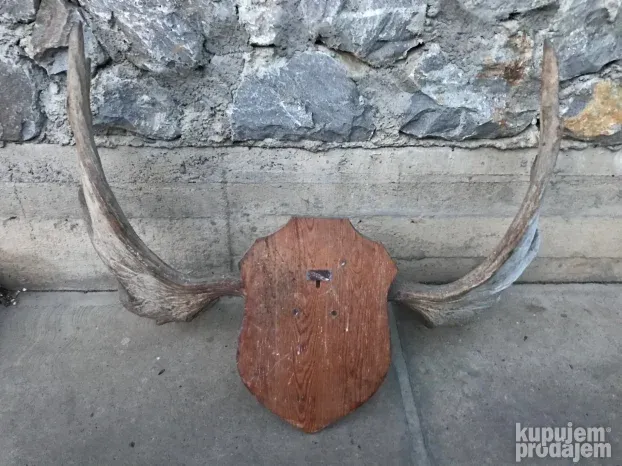 Trofejni rogovi mus, moos, los
