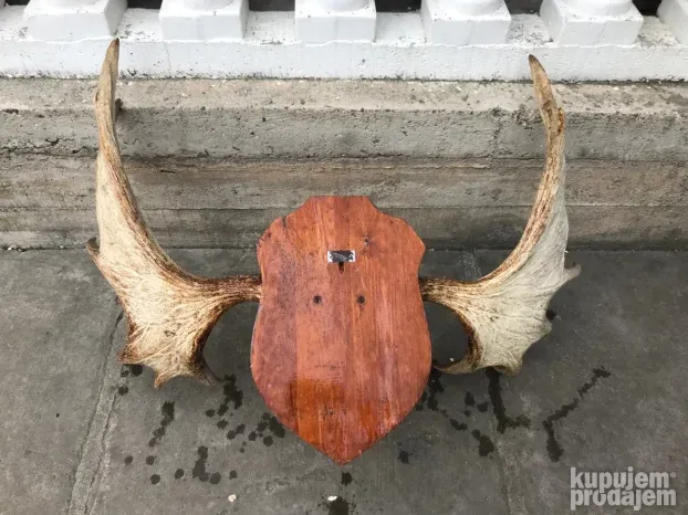 Trofejni rogovi mus, moos, los