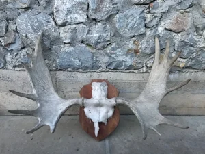 Trofejni rogovi mus, moos, los