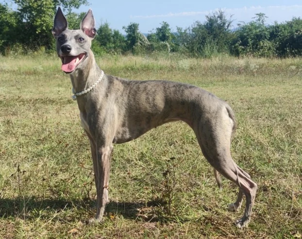 Mali Engleski Hrt - Whippet stenci