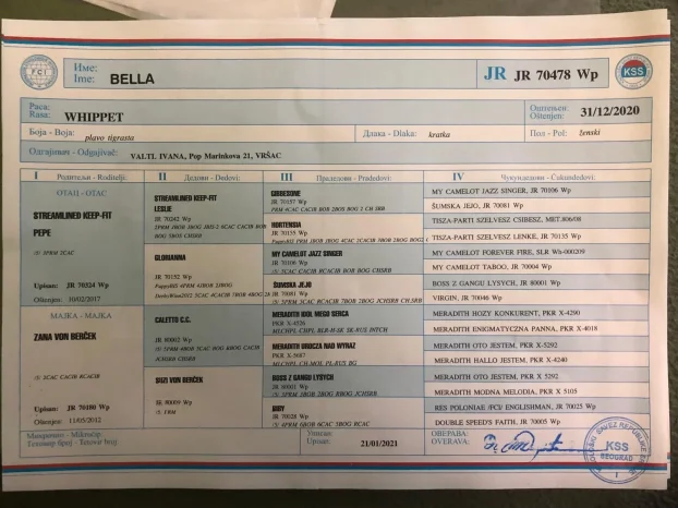 Mali Engleski Hrt - Whippet stenci