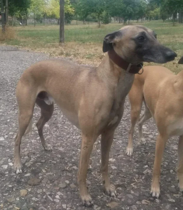 Mali Engleski Hrt - Whippet stenci