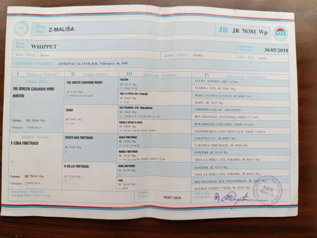 Mali Engleski Hrt - Whippet stenci