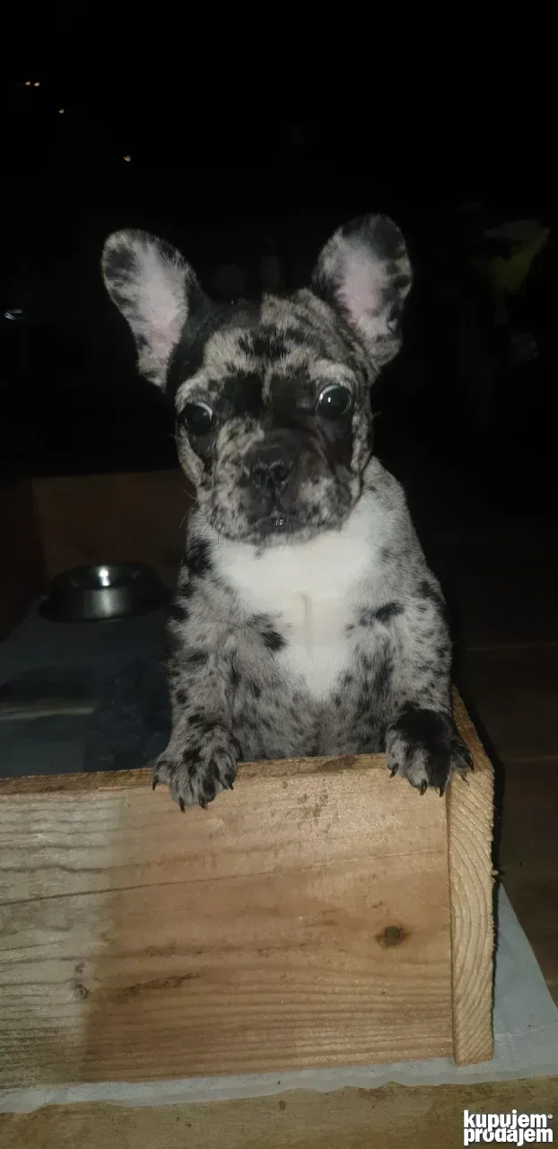 francuski buldog merlo zenkica
