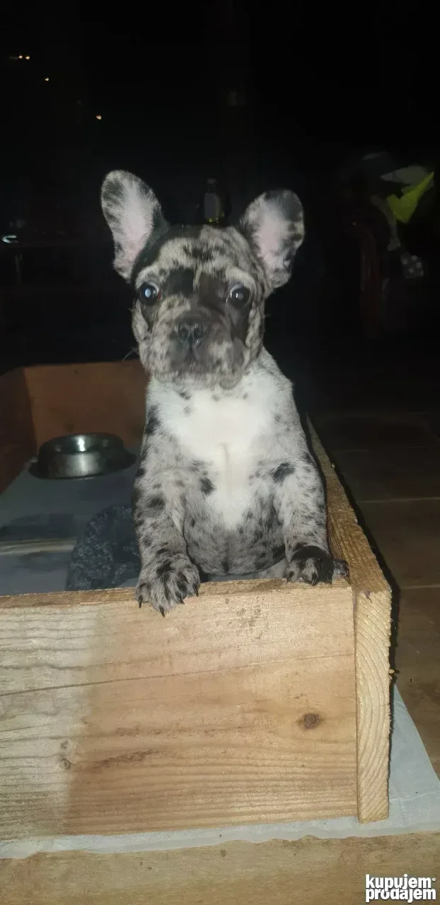 francuski buldog merlo zenkica
