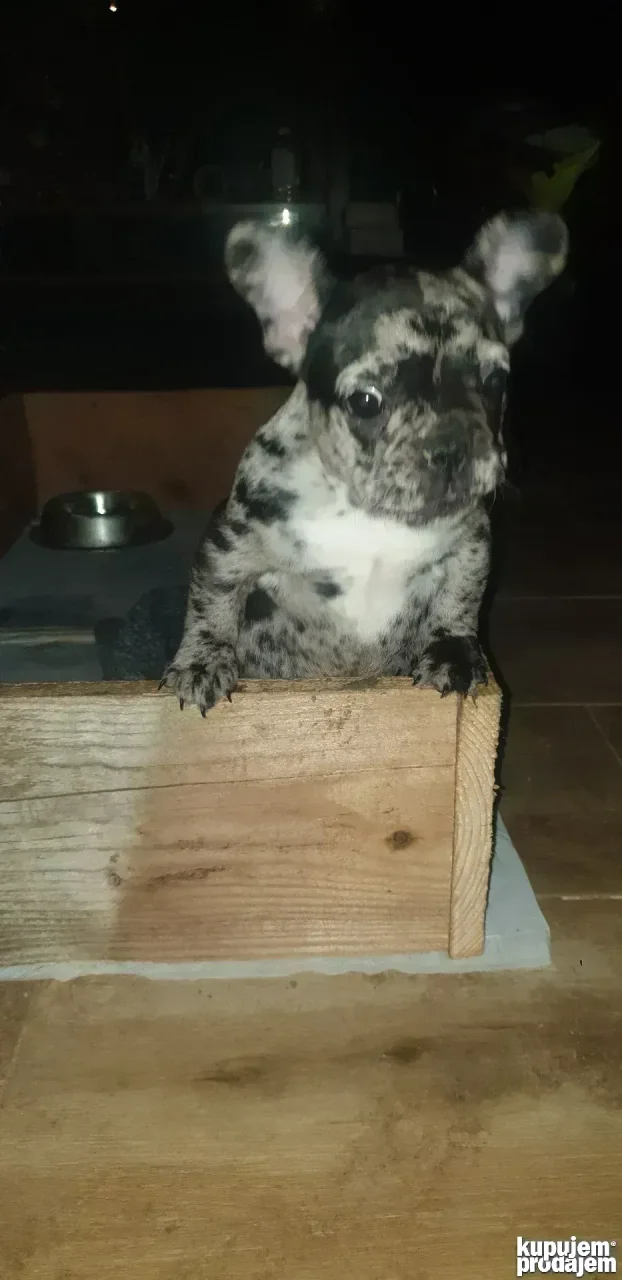 francuski buldog merlo zenkica