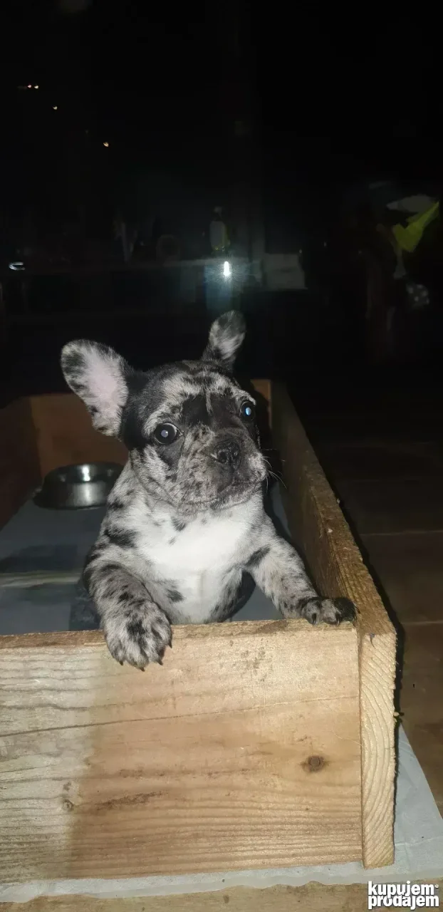 francuski buldog merlo zenkica