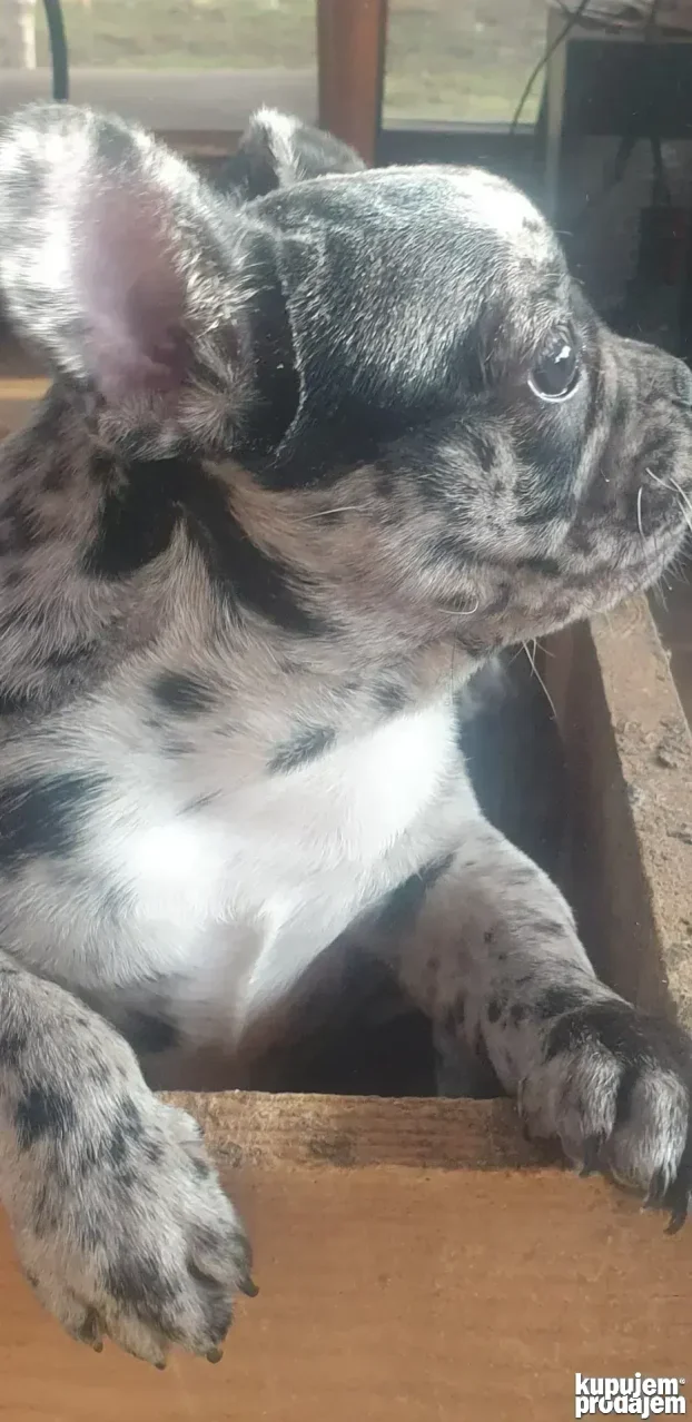 francuski buldog merlo zenkica