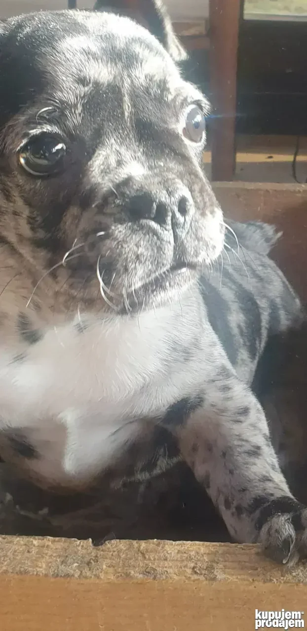 francuski buldog merlo zenkica