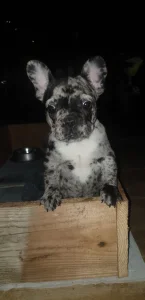 francuski buldog    merlo zenka