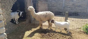 Alpaka pastuv 18 meseci