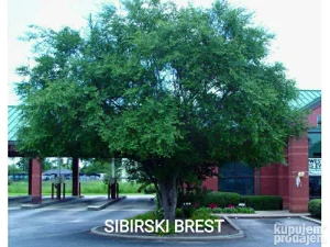 Sadnice sibirski brest 2m+