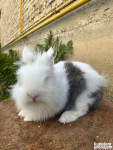 lavlja glava kunić zec