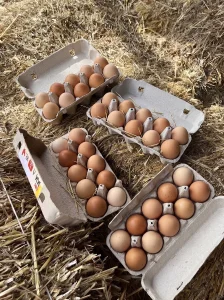Domaća jaja na veliko - 200 kom. nedeljno - Grocka