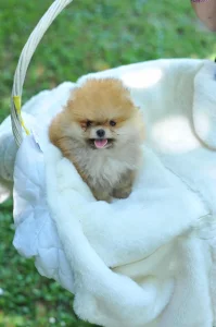 Pomeranci Boo