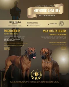 Rodezijski Ridzbek stenci