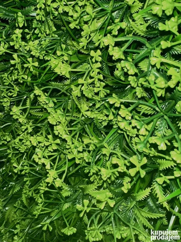 Vestacko cvece (Zeleni zidovi)