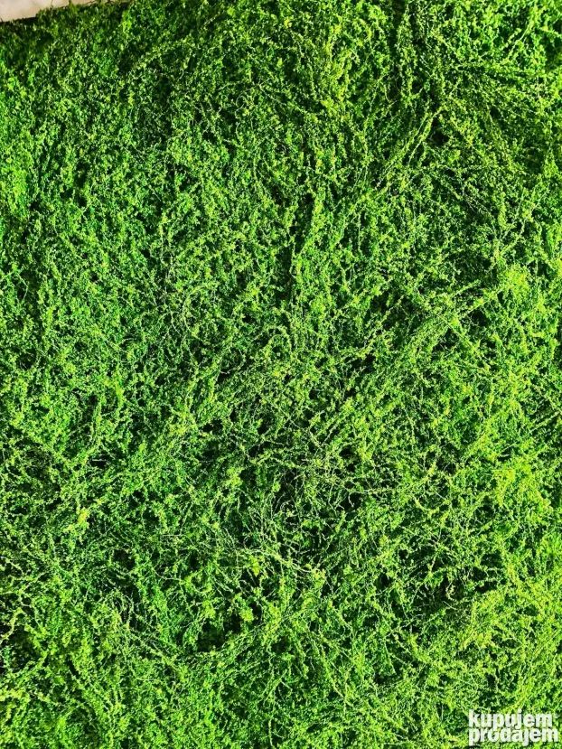 Vestacko cvece (Zeleni zidovi)