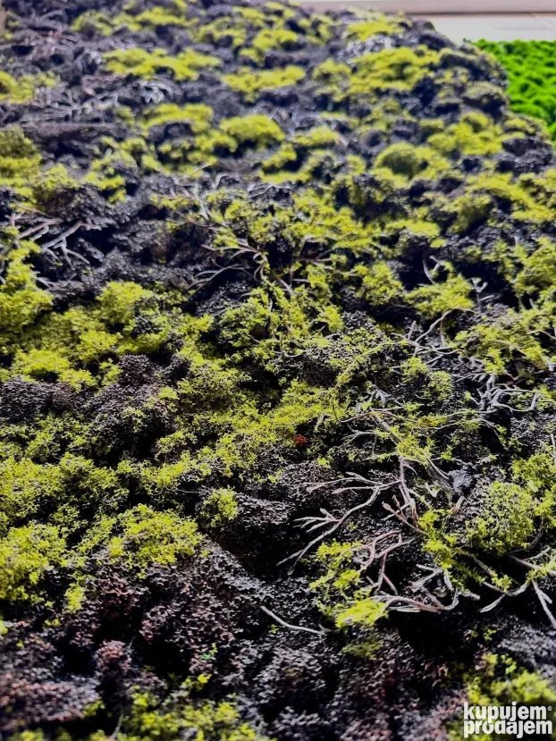 Vestacko cvece (Zeleni zidovi)