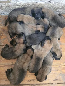 Belgjiski ovčar(Malinoa) štenci