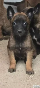 Belgjiski ovčar(Malinoa) štenci