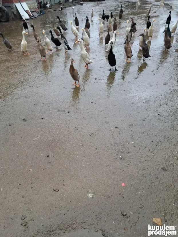Indijske trkačice više boja jaja za nasad