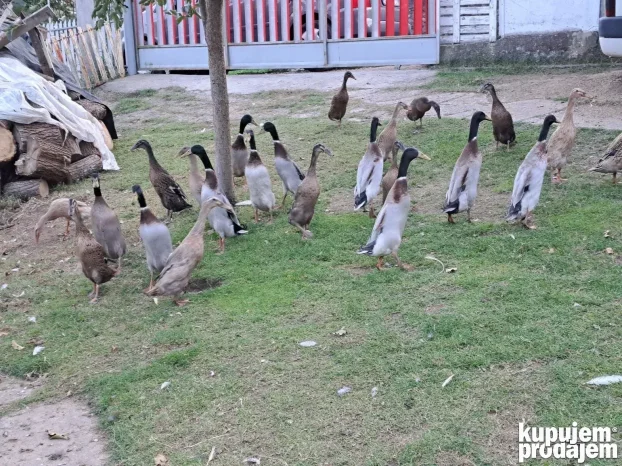 Indijske trkačice više boja jaja za nasad