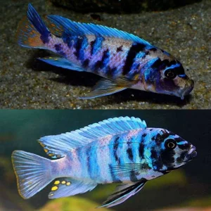Ob zebra