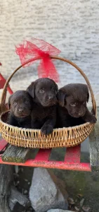 Labrador retriver
