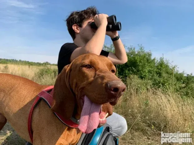 Čuvanje pasa i kućnih ljubimaca