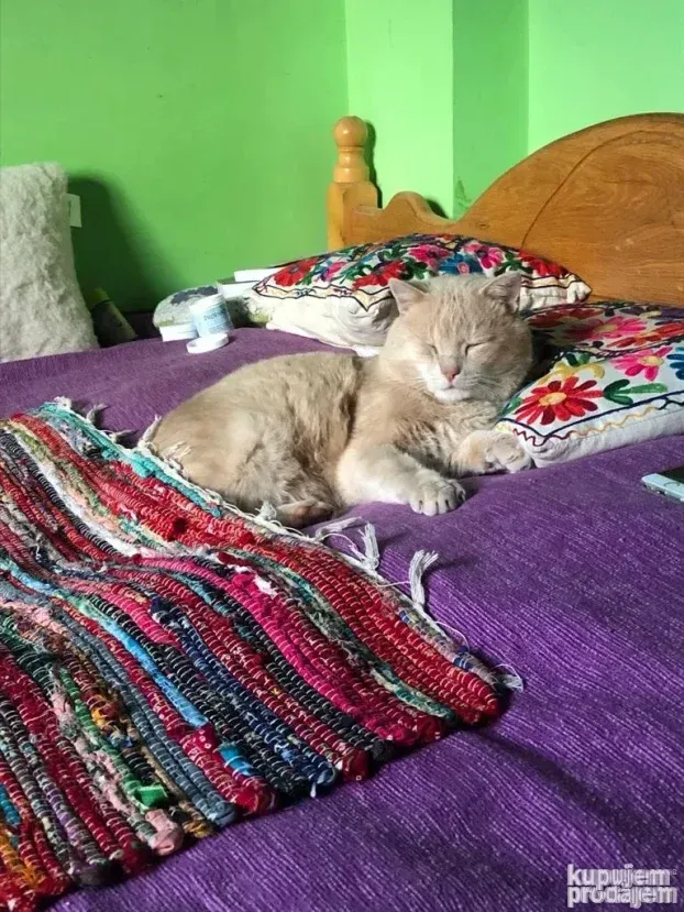 Čuvanje pasa i kućnih ljubimaca