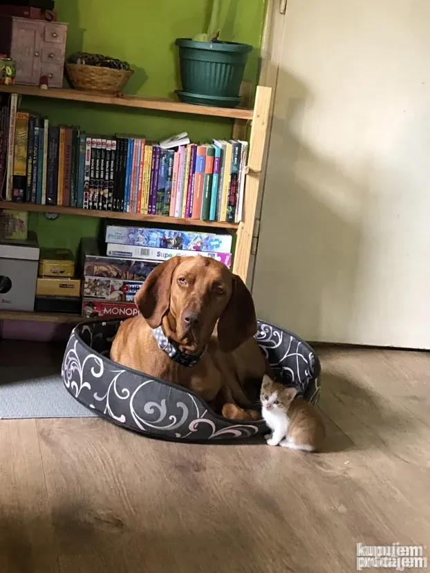 Čuvanje pasa i kućnih ljubimaca