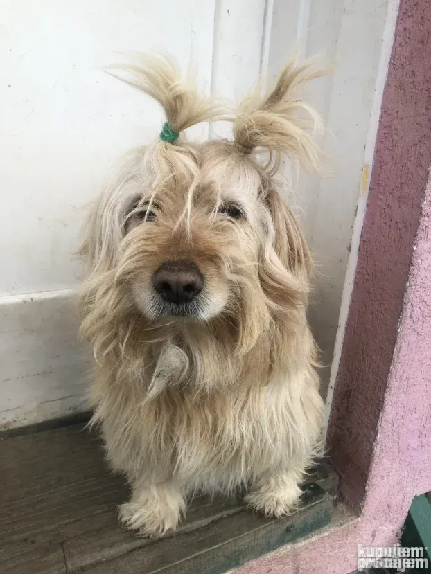 Čuvanje pasa i kućnih ljubimaca