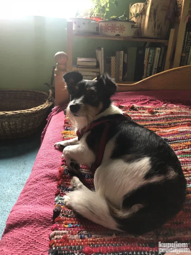 Čuvanje pasa i kućnih ljubimaca