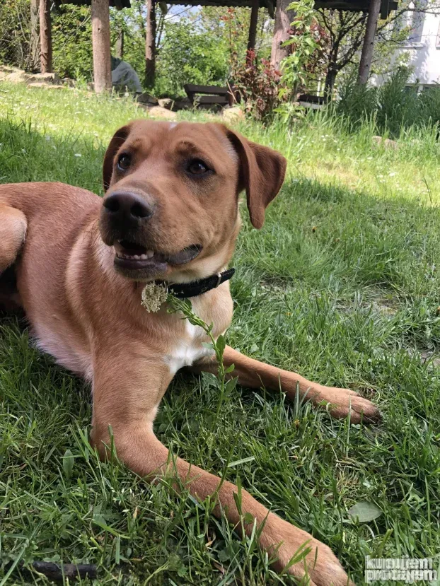 Čuvanje pasa i kućnih ljubimaca