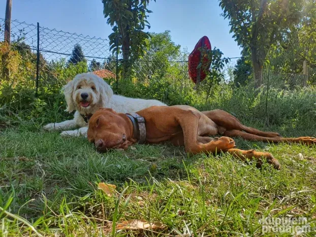 Čuvanje pasa i kućnih ljubimaca