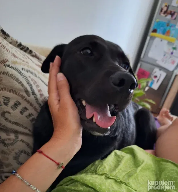 Čuvanje pasa i kućnih ljubimaca