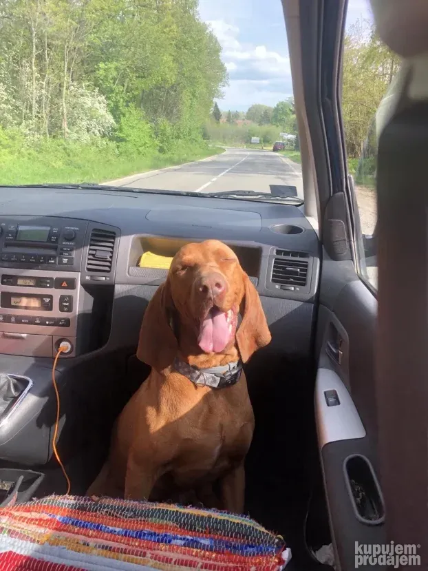 Čuvanje pasa i kućnih ljubimaca