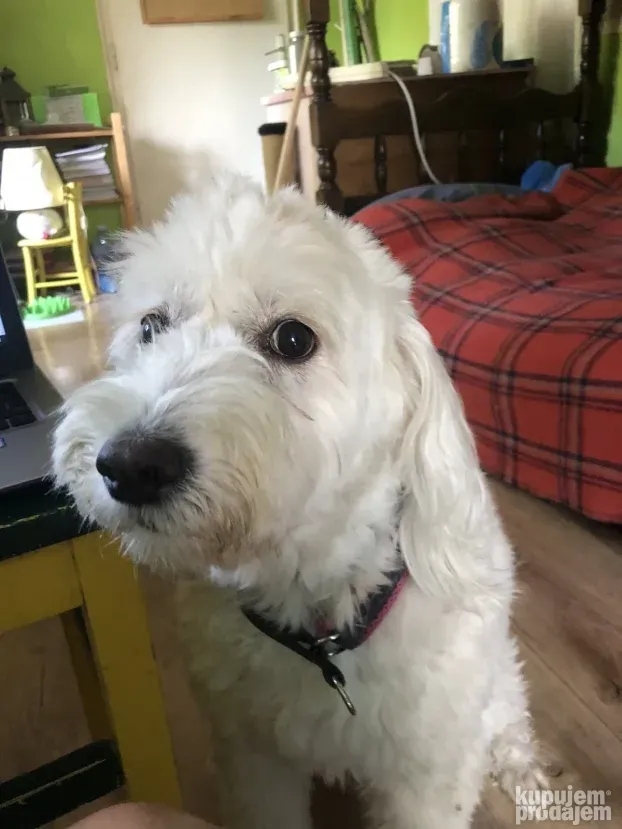 Čuvanje pasa i kućnih ljubimaca