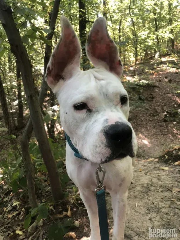 Čuvanje pasa i kućnih ljubimaca