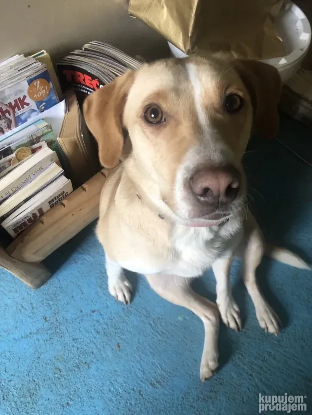 Čuvanje pasa i kućnih ljubimaca