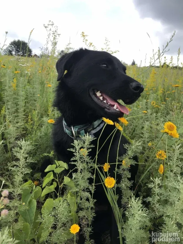 Čuvanje pasa i kućnih ljubimaca
