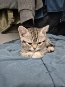 Britansko kratkodlako mače