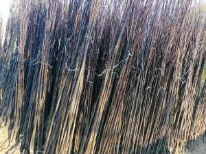 Voćne Sadnice-Vrhunski sadni materijal.