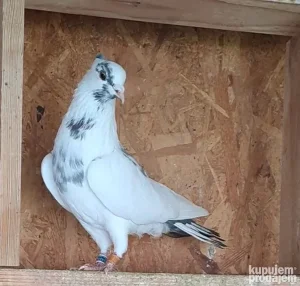 Na prodaju Srpski visokoletaci